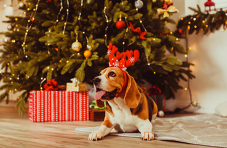 Jingle bells and wagging tails: